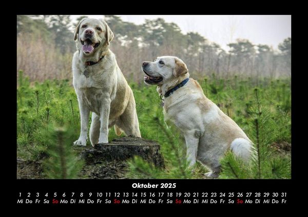 Produktbild: Der Hundekalender 2025 Fotokalender DIN A3