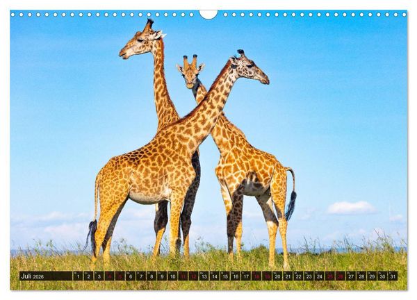 Produktbild: Safari Afrika (Wandkalender 2026 DIN A3 quer), CALVENDO Monatskalender