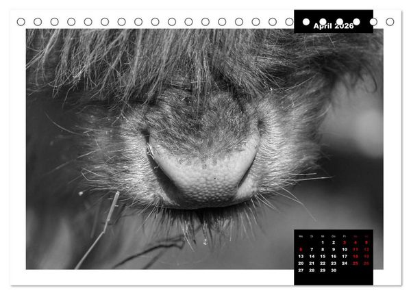 Produktbild: Faszination Schottisches Hochlandrind (Tischkalender 2026 DIN A5 quer), CALVENDO Monatskalender