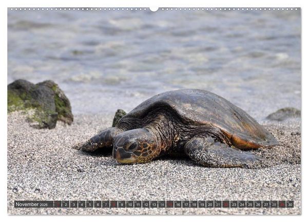Produktbild: Wilde Fauna - Reptilien (hochwertiger Premium Wandkalender 2026 DIN A2 quer), Kunstdruck in Hochglanz