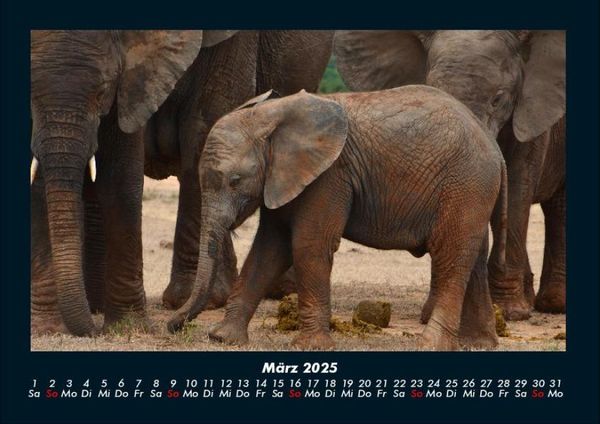 Produktbild: Welt der Tiere 2025 Fotokalender DIN A4