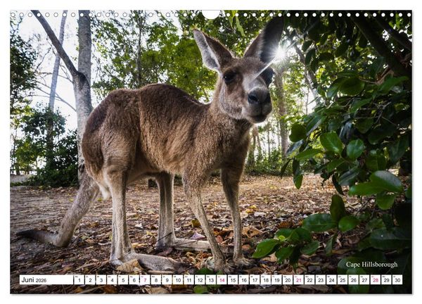 Produktbild: Australien Ostk&uuml;ste - von Cairns nach Sydney (Wandkalender 2026 DIN A3 quer), CALVENDO Monatskalender