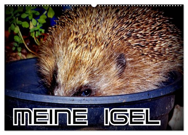 Produktbild: Meine Igel (Wandkalender 2026 DIN A2 quer), CALVENDO Monatskalender