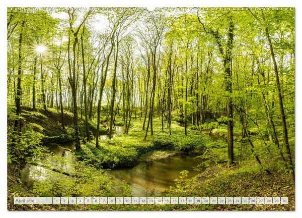 Produktbild: Bunter Pf&auml;lzerwald (Wandkalender 2026 DIN A2 quer), CALVENDO Monatskalender