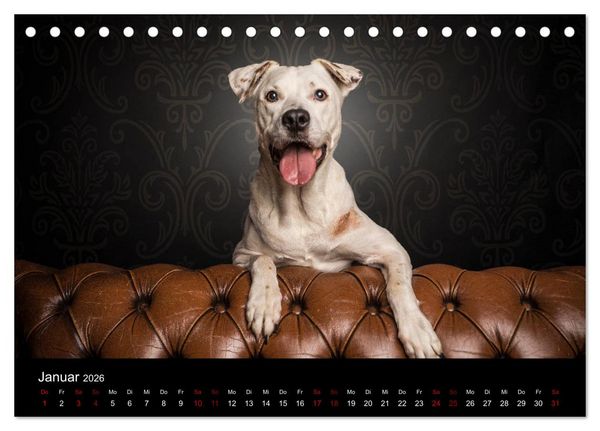 Produktbild: DOGO ARGENTINO (Tischkalender 2026 DIN A5 quer), CALVENDO Monatskalender