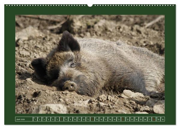 Produktbild: Schweinkram - Die Wildschweine sind los (hochwertiger Premium Wandkalender 2026 DIN A2 quer), Kunstdruck in Hochglanz
