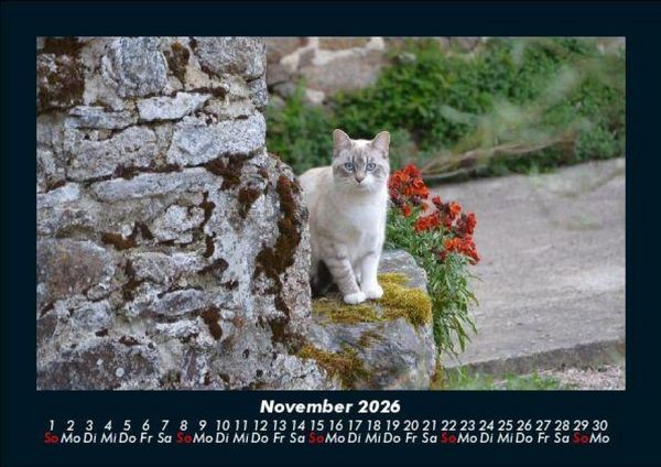 Produktbild: F&uuml;r Katzenfreunde 2026 Fotokalender DIN A5