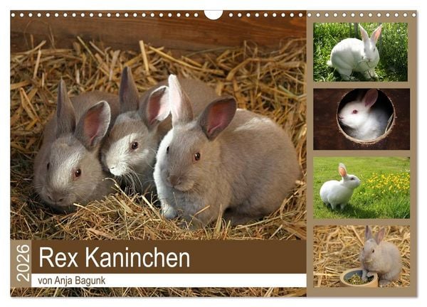 Rex - Kaninchen (Wandkalender 2026 DIN A3 quer), CALVENDO Monatskalender