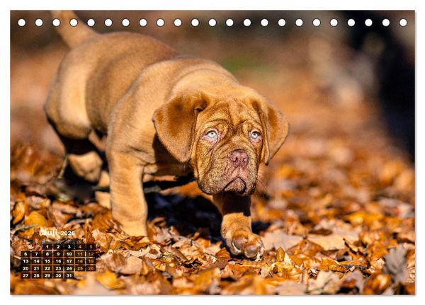 Produktbild: Eine kleine Bordeauxdogge entdeckt die Welt (Tischkalender 2026 DIN A5 quer), CALVENDO Monatskalender
