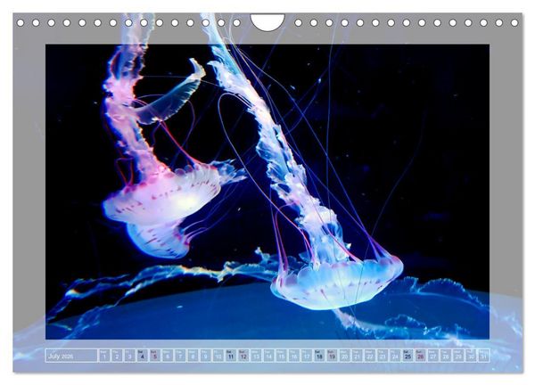 Produktbild: In the world of the medusae (Wall Calendar 2026 DIN A4 landscape), CALVENDO 12 Month Wall Calendar