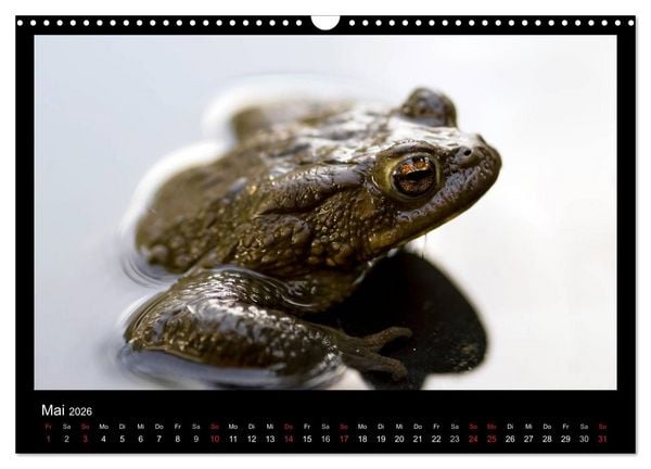 Produktbild: Natur erleben... (Wandkalender 2026 DIN A3 quer), CALVENDO Monatskalender
