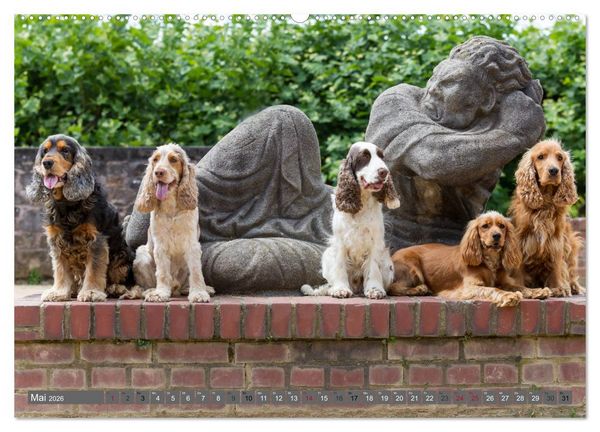 Produktbild: English Cocker Spaniels - Ein Spaziergang im Park (hochwertiger Premium Wandkalender 2026 DIN A2 quer), Kunstdruck in Hochglanz