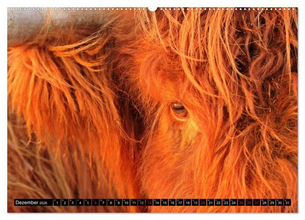 Produktbild: Das Schottische Hochlandrind (hochwertiger Premium Wandkalender 2026 DIN A2 quer), Kunstdruck in Hochglanz