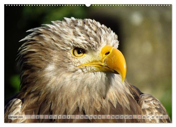 Produktbild: Majest&auml;tische Greifv&ouml;gel (hochwertiger Premium Wandkalender 2026 DIN A2 quer), Kunstdruck in Hochglanz