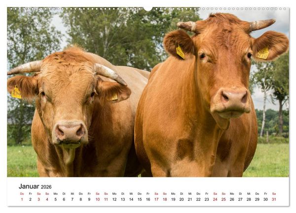 Produktbild: Alte Nutztierrassen 2026 (Wandkalender 2026 DIN A2 quer), CALVENDO Monatskalender