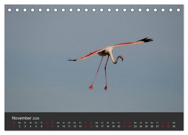Produktbild: Pretty Flamingo (Tischkalender 2026 DIN A5 quer), CALVENDO Monatskalender