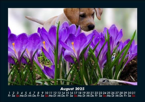 Produktbild: Blumenkalender 2025 Fotokalender DIN A5