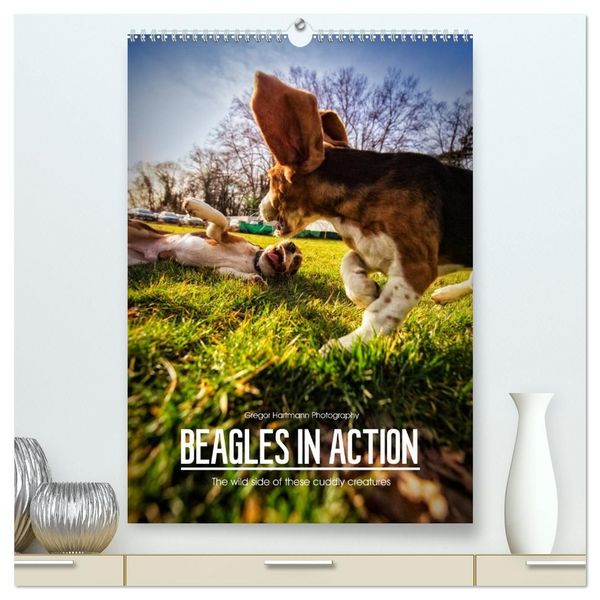 Produktbild: Beagles in action (High Quality Premium Wall Calendar 2027 DIN A2 portrait),CALVENDO 12 Month Wall Calendar