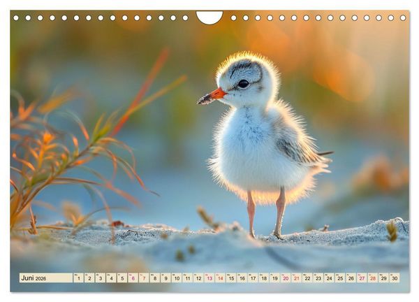 Produktbild: Strandl&auml;ufer - immer flink unterwegs (Wandkalender 2026 DIN A4 quer), CALVENDO Monatskalender
