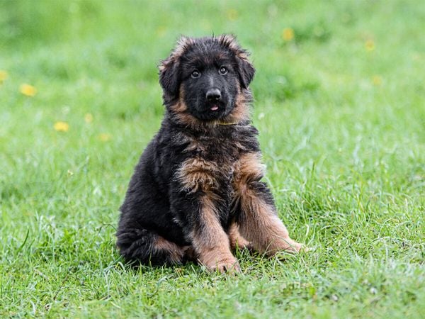 Produktbild: CALVENDO Puzzle Sch&auml;ferhund - Welpe Langstockhaar | 1000 Teile Lege-Gr&ouml;&szlig;e 64x48cm Foto-Puzzle f&uuml;r gl&uuml;ckliche Stunden