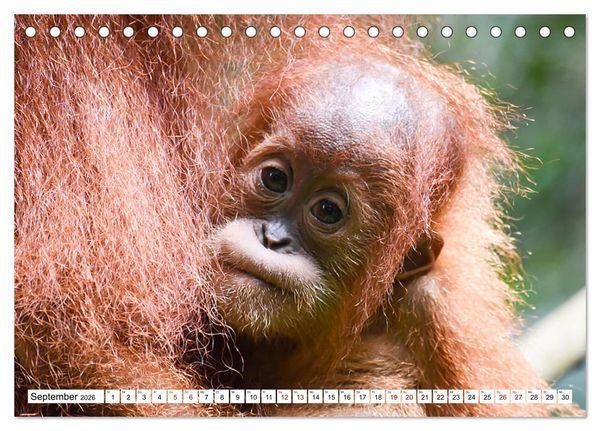 Produktbild: Die letzten freilebenden Orang Utans (Tischkalender 2026 DIN A5 quer), CALVENDO Monatskalender