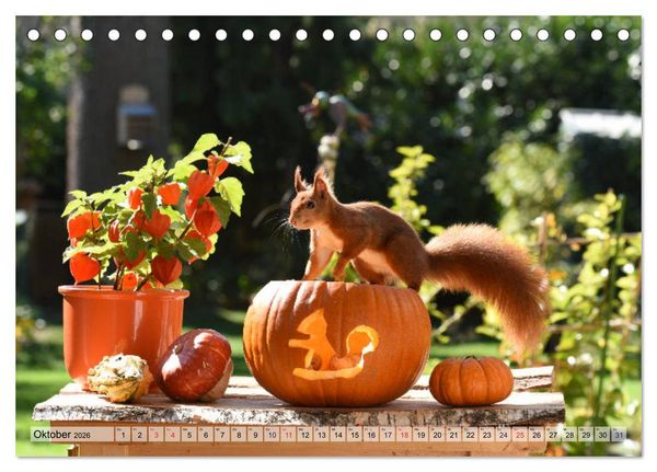 Produktbild: Eichh&ouml;rnchen-Spa&szlig; (Tischkalender 2026 DIN A5 quer), CALVENDO Monatskalender