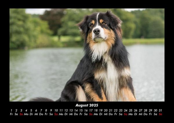 Produktbild: Hunde 2025 Fotokalender DIN A3