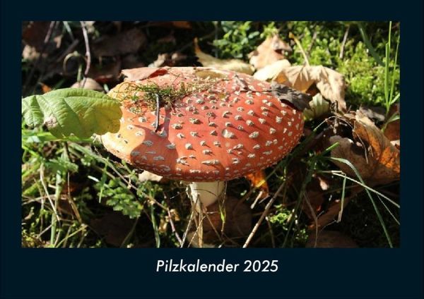 Produktbild: Pilzkalender 2025 Fotokalender DIN A4