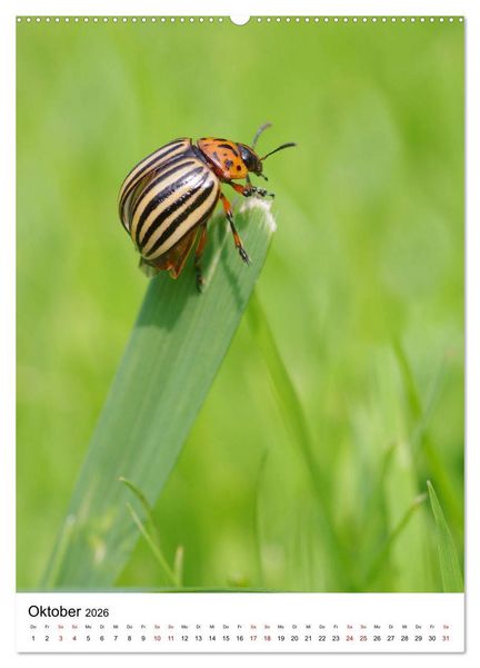 Produktbild: Insekten,Sch&ouml;nheiten der Natur (Wandkalender 2026 DIN A2 hoch), CALVENDO Monatskalender