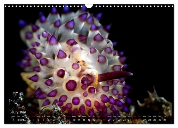 Produktbild: Diving in Indonesia - BEAUTIFUL NUDIBRANCHS (Wall Calendar 2026 DIN A3 landscape), CALVENDO 12 Month Wall Calendar