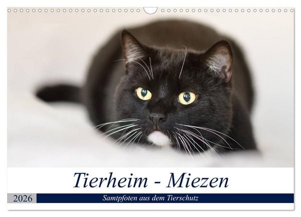 Produktbild: Tierheim - Miezen (Wandkalender 2026 DIN A3 quer), CALVENDO Monatskalender