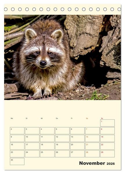 Produktbild: Drolliger Waschb&auml;r (Tischkalender 2026 DIN A5 hoch), CALVENDO Monatskalender