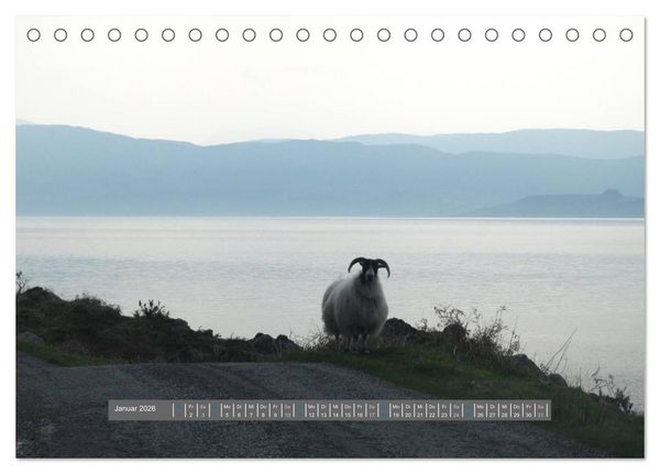 Produktbild: Schottlands Highland Schafe (Tischkalender 2026 DIN A5 quer), CALVENDO Monatskalender