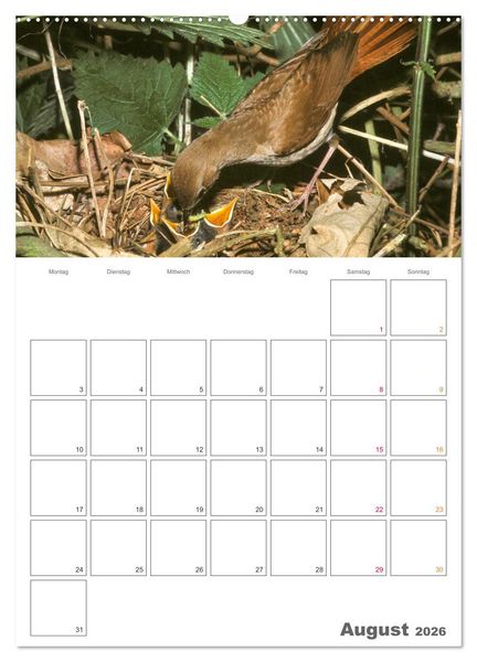 Produktbild: Sperlingsv&ouml;gel an der Schwelle zum Leben (hochwertiger Premium Wandkalender 2026 DIN A2 hoch), Kunstdruck in Hochglanz