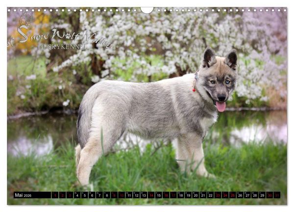 Produktbild: Faszination Husky (Wandkalender 2026 DIN A3 quer), CALVENDO Monatskalender