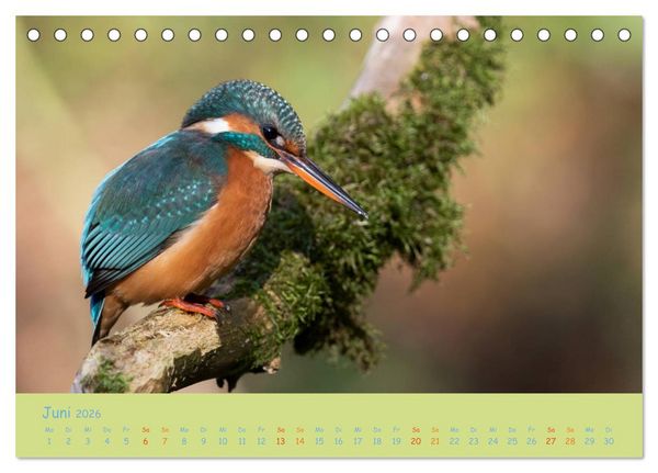 Produktbild: Eisv&ouml;gel, faszinierende kleine Flieger. (Tischkalender 2026 DIN A5 quer), CALVENDO Monatskalender