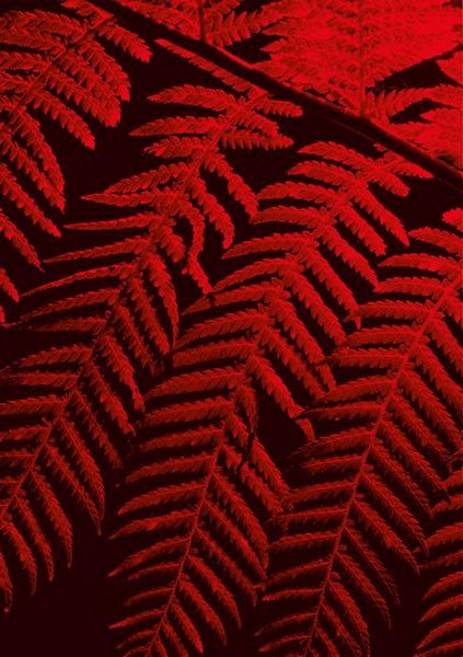 Produktbild: Julian Charri&egrave;re: Controlled Burn