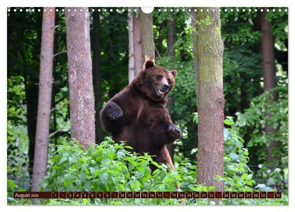 Produktbild: B&auml;ren. Unterwegs mit Meister Petz (Wandkalender 2026 DIN A3 quer), CALVENDO Monatskalender