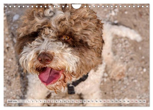 Produktbild: Lagotto Romagnolo in den Alpen 2026 (Wandkalender 2026 DIN A4 quer), CALVENDO Monatskalender