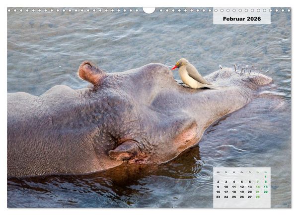 Produktbild: Nilpferde, Kolosse im Wasser (Wandkalender 2026 DIN A3 quer), CALVENDO Monatskalender