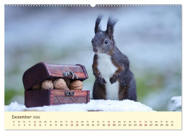 Produktbild: Eichh&ouml;rnchen - zauberhaft verspielt (Wandkalender 2026 DIN A2 quer), CALVENDO Monatskalender