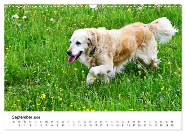 Produktbild: Eine treue Hundeseele - Golden Retriever (Wandkalender 2026 DIN A3 quer), CALVENDO Monatskalender
