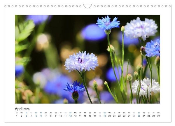 Produktbild: Kornblumen - Blaue Sch&ouml;nheiten (Wandkalender 2026 DIN A3 quer), CALVENDO Monatskalender