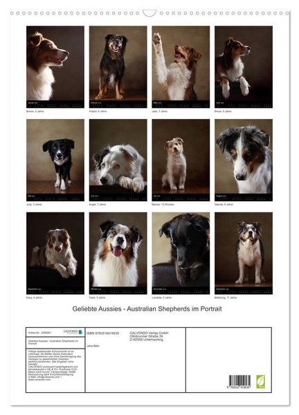 Produktbild: Geliebte Aussies - Australian Shepherds im Portrait (Wandkalender 2026 DIN A2 hoch), CALVENDO Monatskalender