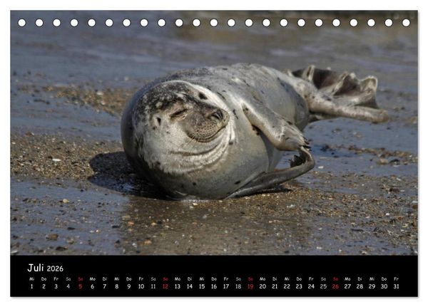 Produktbild: Kegelrobben und Seehunde (Tischkalender 2026 DIN A5 quer), CALVENDO Monatskalender