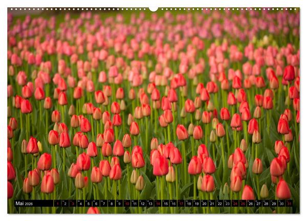 Produktbild: Tulpen (Wandkalender 2026 DIN A2 quer), CALVENDO Monatskalender