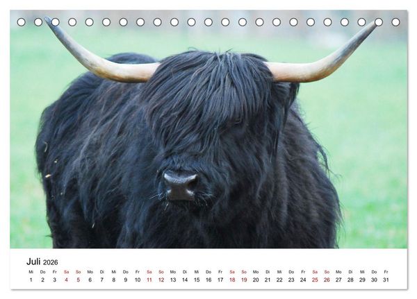 Produktbild: Die Schottischen Hochlandrinder und ihr Nachwuchs (Tischkalender 2026 DIN A5 quer), CALVENDO Monatskalender