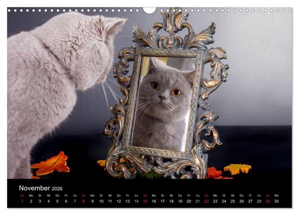Produktbild: Britisch Kurzhaar Katzen (Wandkalender 2026 DIN A3 quer), CALVENDO Monatskalender