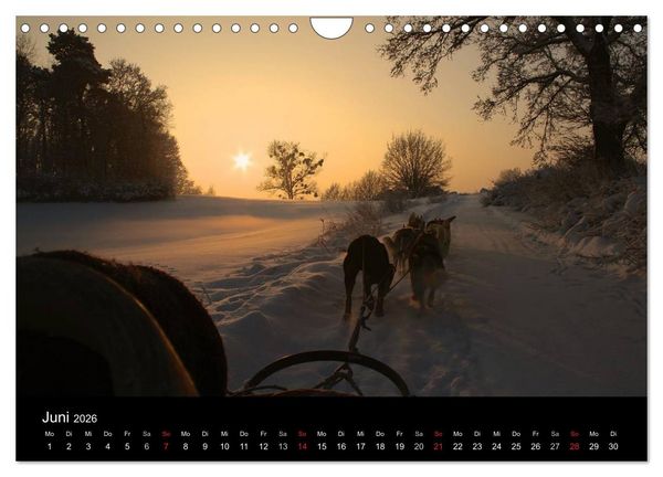 Produktbild: Huskys (Wandkalender 2026 DIN A4 quer), CALVENDO Monatskalender