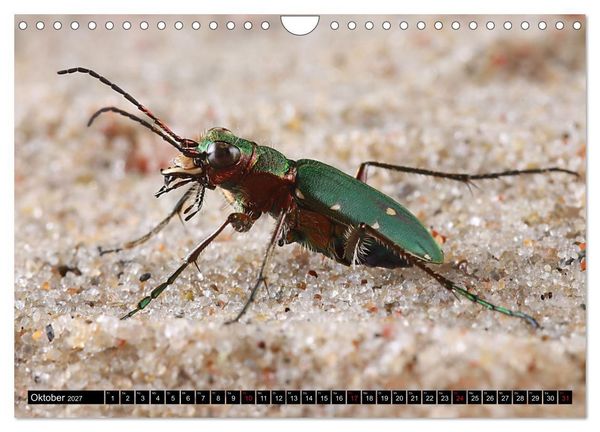 Produktbild: LAUFK&Auml;FER - CARABIDAE (Wandkalender 2027 DIN A4 quer), CALVENDO Monatskalender